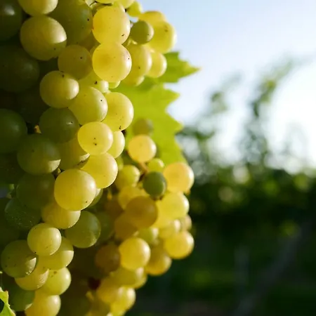 Winzerhaus Eva Apartment Spicnik