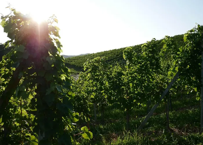 Winzerhaus Eva شقة *