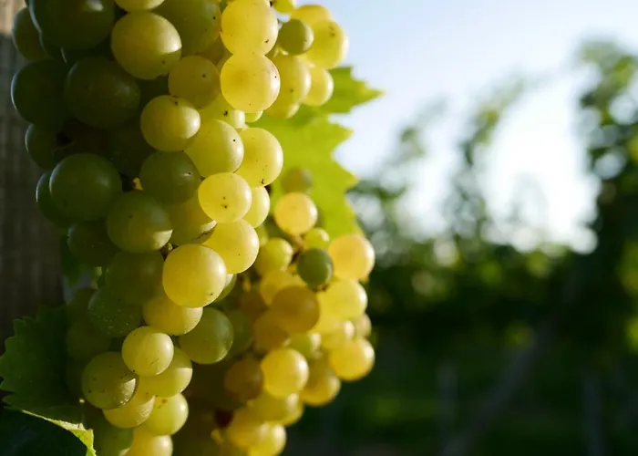 Winzerhaus Eva شقة Spicnik